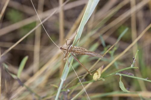 Tylopsis lilifolia